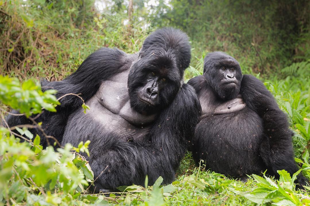 Why trek Gorillas in Uganda