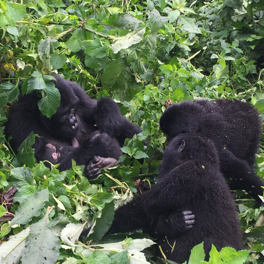 Gorilla trekking Uganda safaris, Best Gorilla treks in Uganda Gorilla tours