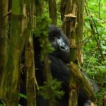 Luxury Rwanda Tours Safaris