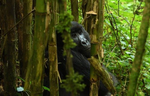 Luxury Rwanda Tours Safaris