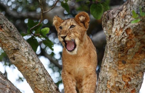 4 Days Queen Elizabeth National Park Wildlife Safari Uganda