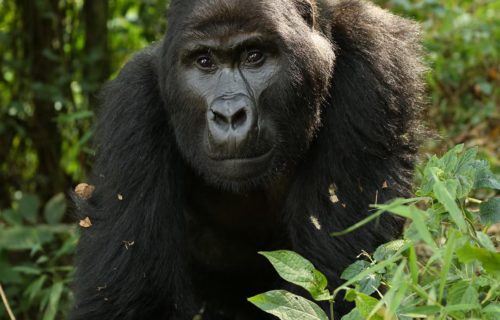 Uganda Gorilla trekking Safaris