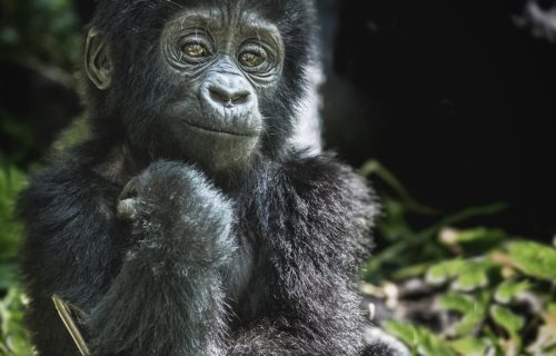 Gorilla trekking blog [Uganda Safaris]