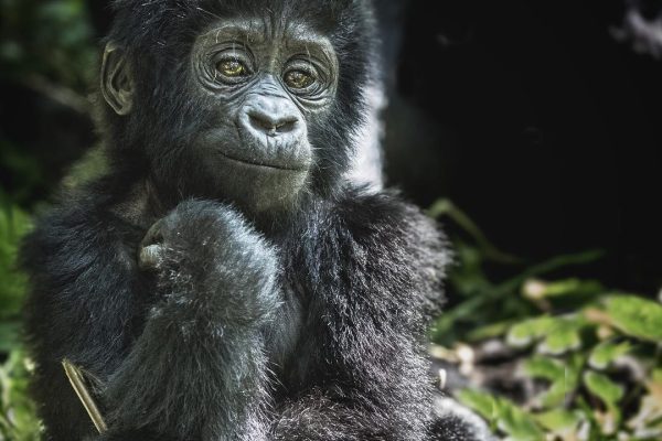 Gorilla trekking blog [Uganda Safaris]