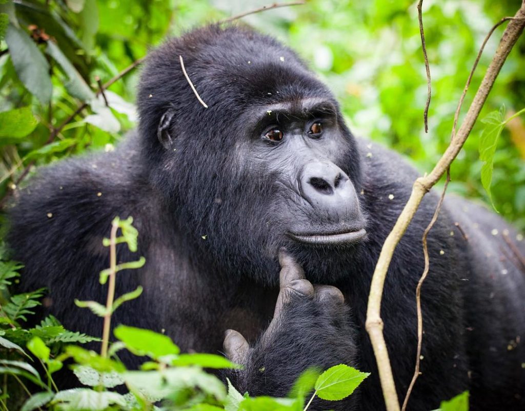 Gorilla trekking