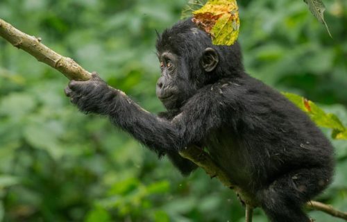 Double Uganda Gorilla Trekking Bwindi Impenetrable National Park