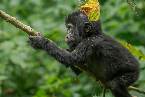 Double Uganda Gorilla Trekking Bwindi Impenetrable National Park