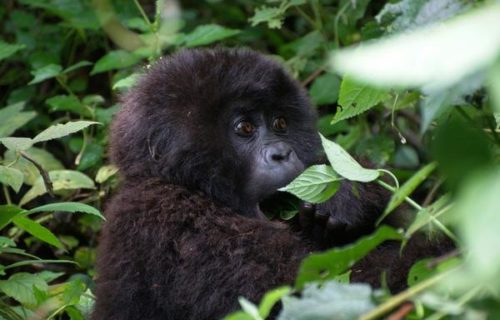 Congo Double Gorilla Trekking Safari from Kigali to Virunga National Park