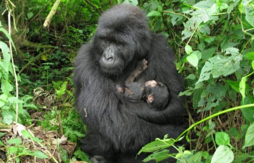 3 Days Congo Lowland Gorilla Trekking Safari