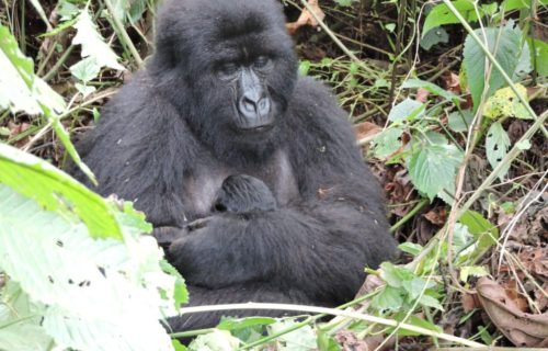 3 Days Congo Gorilla tour from Kigali