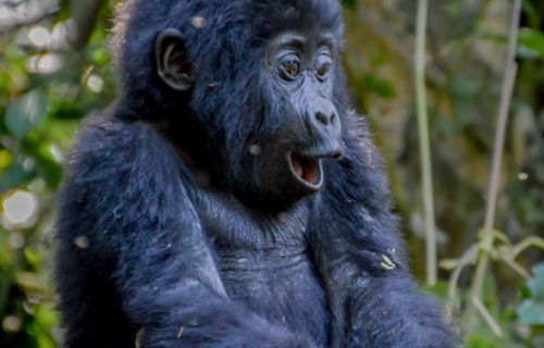 Gorilla trekking tours Holidays Uganda