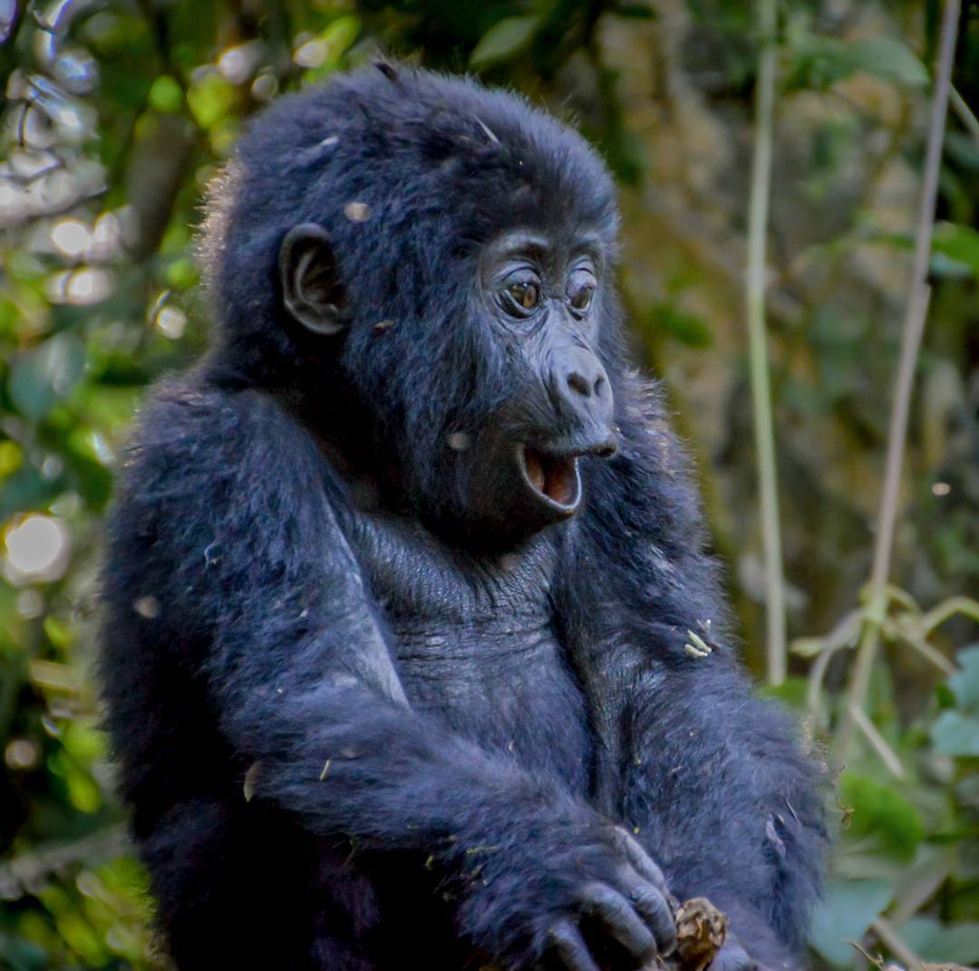 Gorilla trekking tours Holidays Uganda