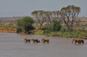 Kenya Safaris Tours