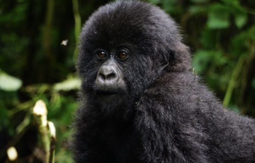 4 Days Lowland Gorilla Trekking Congo