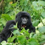 4 Days Congo Gorilla Trek & Nyiragongo Hike from Kigali