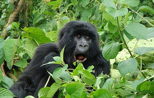4 Days Congo Gorilla Trek & Nyiragongo Hike from Kigali