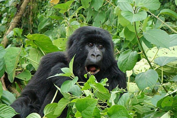 4 Days Congo Gorilla Trek & Nyiragongo Hike from Kigali