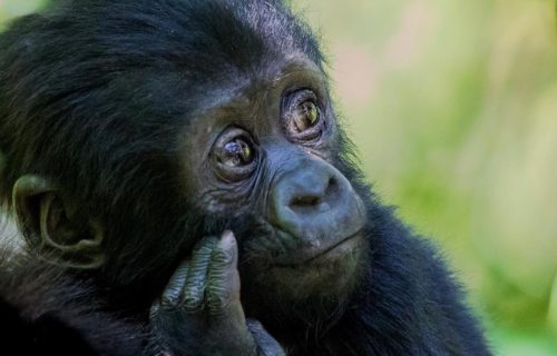 Mgahinga Gorilla Trekking Safari Uganda