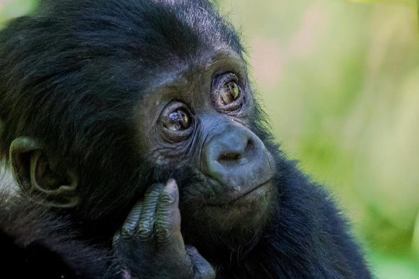 Mgahinga Gorilla Trekking Safari Uganda