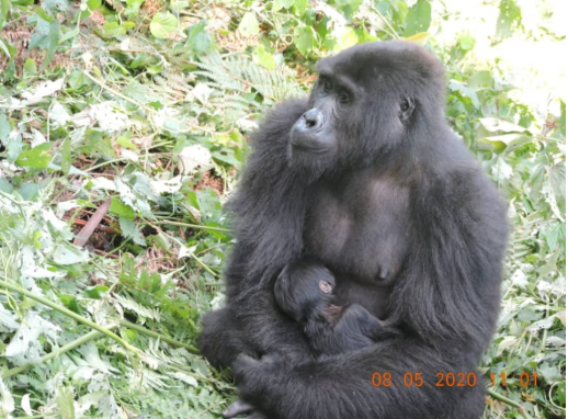 Muyambi Baby Gorilla in Bwindi Forest National Park Uganda