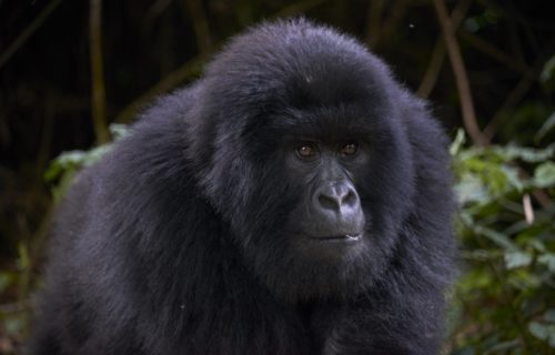 4 Days Congo Double Gorilla Trekking Safari from Kigali