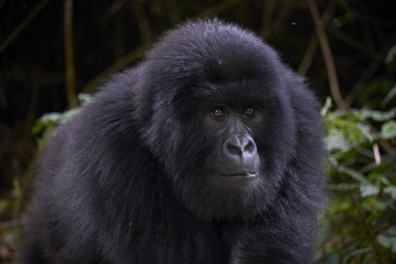 4 Days Congo Double Gorilla Trekking Safari from Kigali