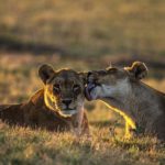 Tanzania Safari Tours