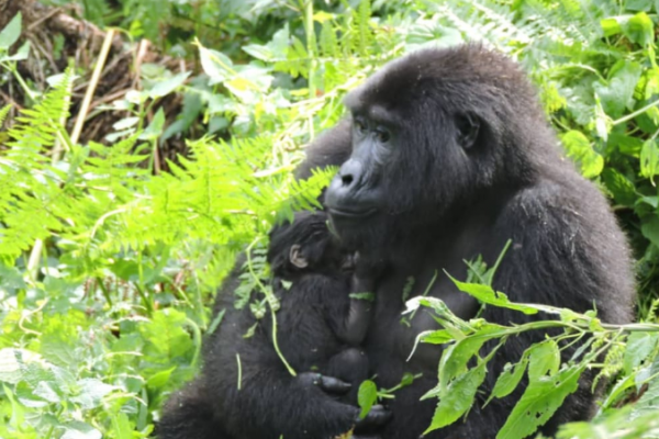 Two New Baby Gorillas Born in Bwindi Forest