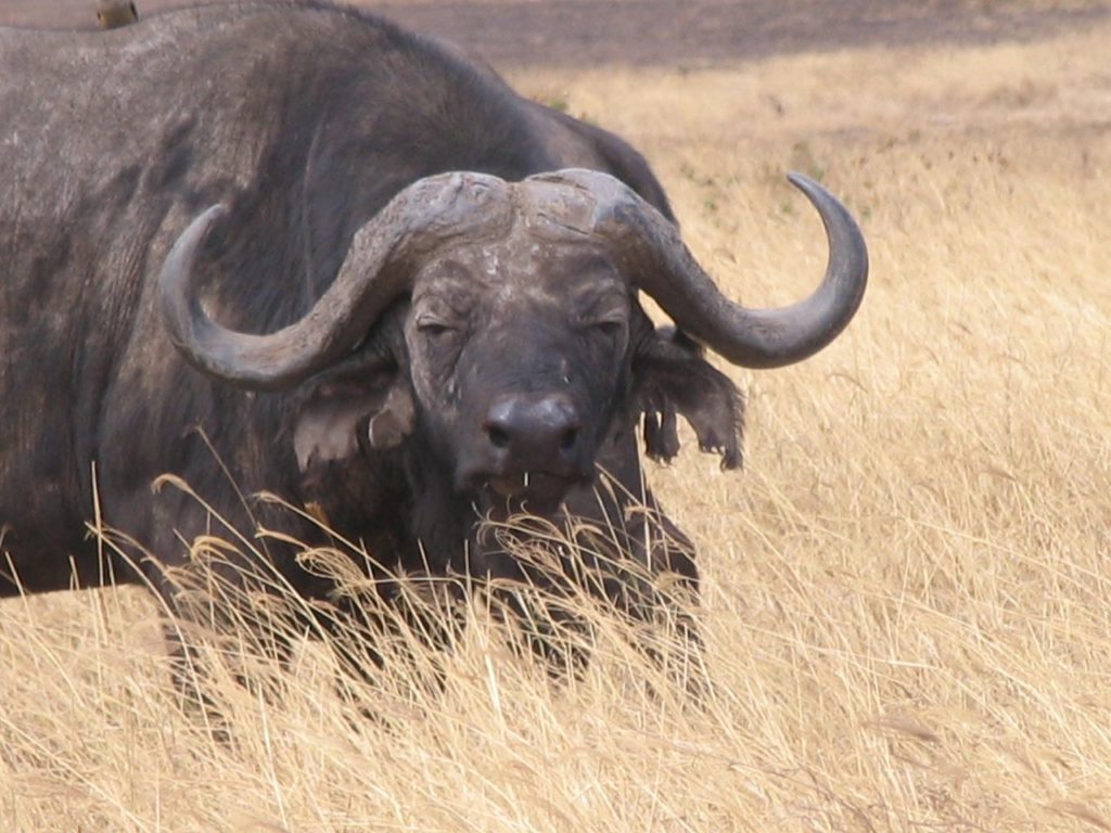 African buffalo in Ngorongoro Conservation Area