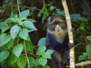 Blue monkey (Cercopithecus mitis), Arusha National Park