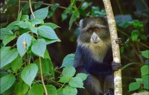 Blue monkey (Cercopithecus mitis), Arusha National Park