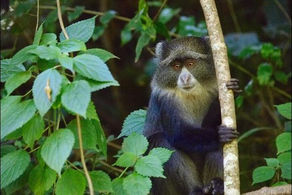 Blue monkey (Cercopithecus mitis), Arusha National Park
