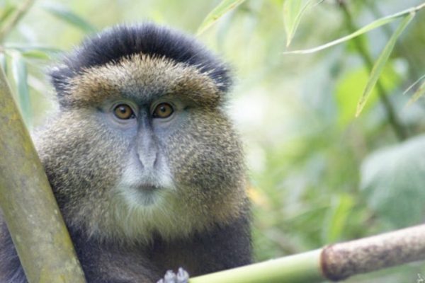 Golden monkey trekking Rwanda tour Golden monkey trekking Rwanda tour