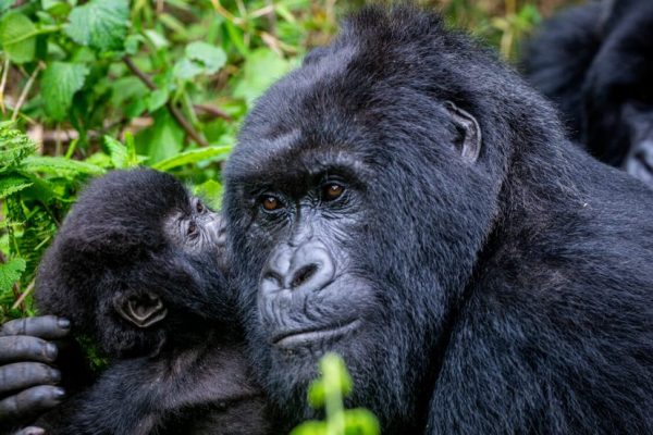 Rwanda Reopens Tourism with Discounted Gorilla Permits Rwanda Reopens Tourism with Discounted Gorilla Permits