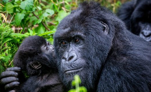 Rwanda Reopens Tourism‌ ‌with ‌Discounted‌ ‌Gorilla‌ ‌Permits‌