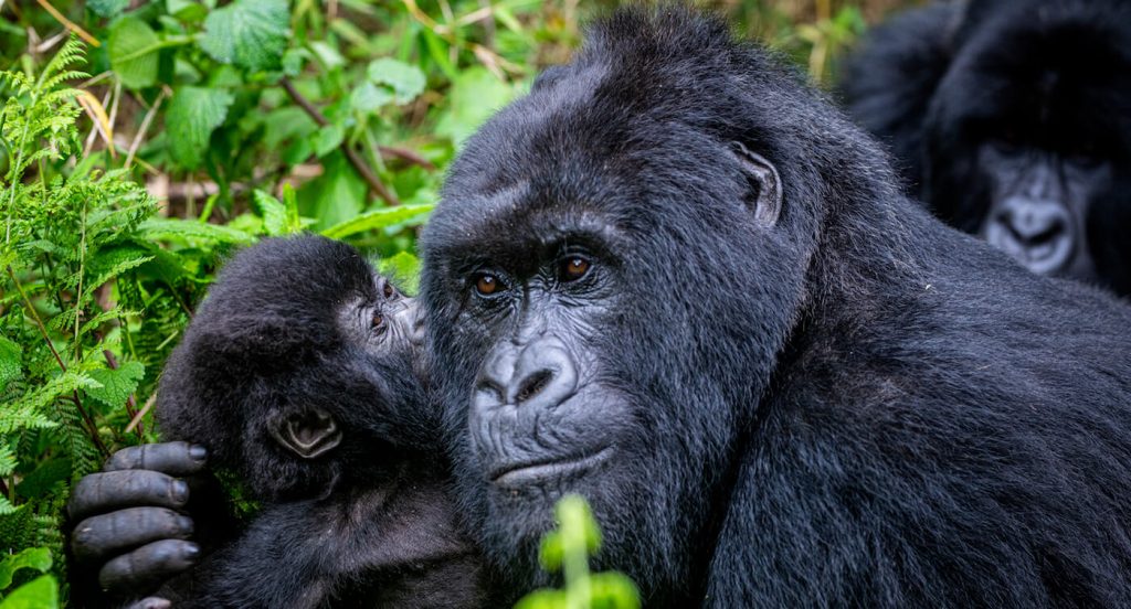 Rwanda Reopens Tourism‌ ‌with ‌Discounted‌ ‌Gorilla‌ ‌Permits‌