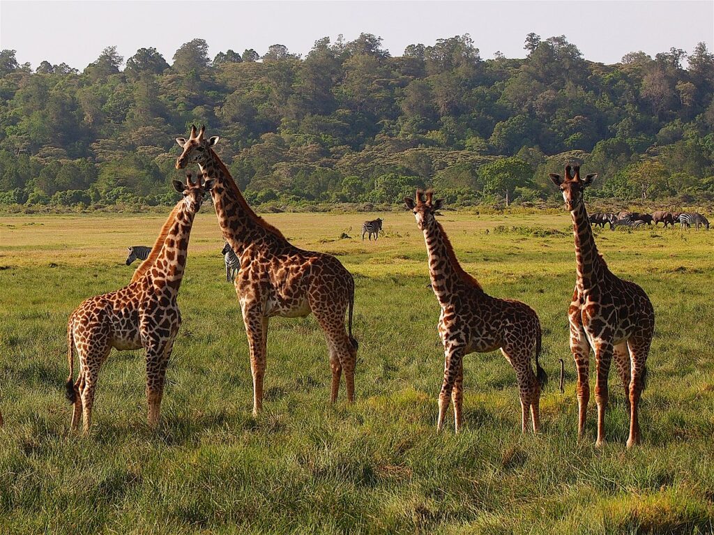 Young giraffe with zebra and cape buffalo Arusha National Park