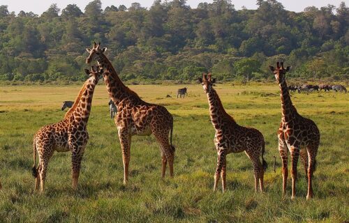 Young giraffe with zebra and cape buffalo Arusha National Park