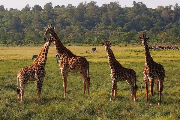 Young giraffe with zebra and cape buffalo Arusha National Park