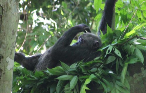 chimpanzees trekking Nyungwe Park