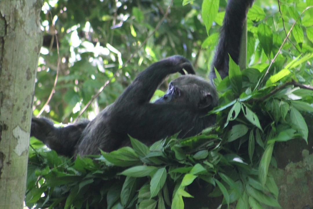 chimpanzees trekking Nyungwe Park