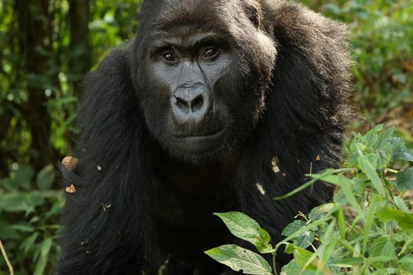 Uganda Gorilla trekking - Uganda Reopens Airport For Tourists
