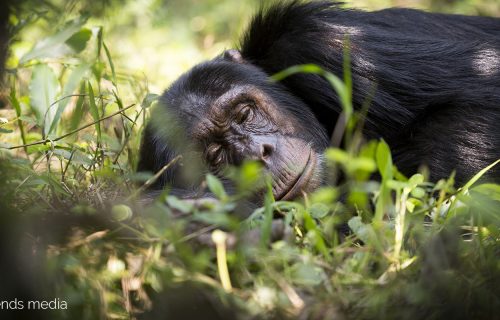 Chimpanzee trekking in Uganda - Uganda Wildlife Authority