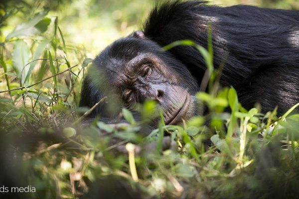 Chimpanzee trekking in Uganda - Uganda Wildlife Authority Chimpanzee trekking in Uganda - Uganda Wildlife Authority