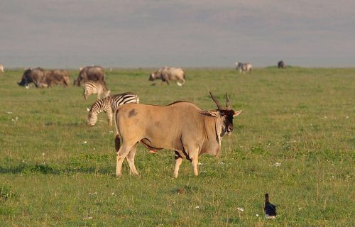 Ngorongoro Conservation