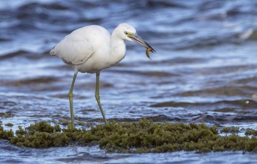 Best Birding Safaris - Watching Tours