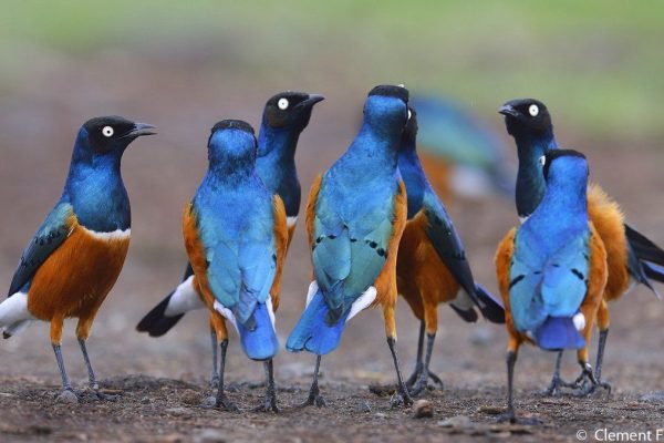 Birding Tours in Kenya