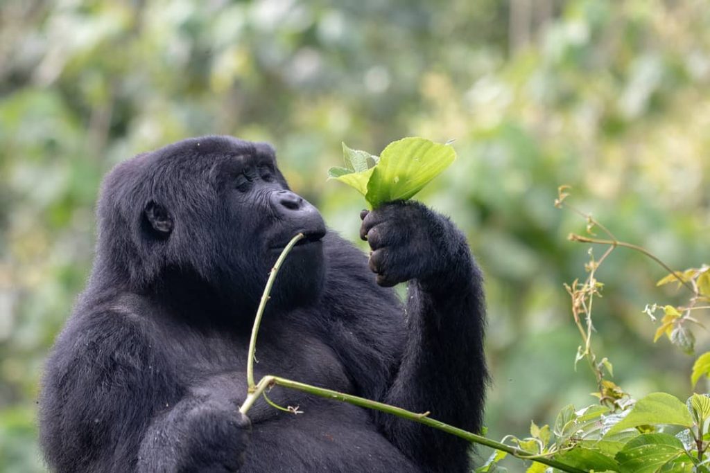 Bwindi Forest National Park Uganda - Gorilla Trekking tours