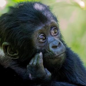 Gorilla Tracking on Ugandan Safari