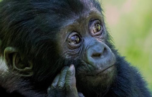 Gorilla Tracking on Ugandan Safari